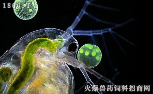 水蚤吃蛋黄水吗