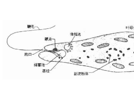 挑眼虫是什么