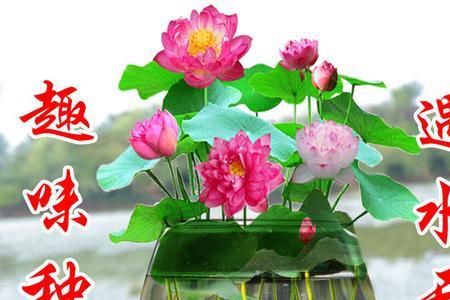 种莲花什么意思