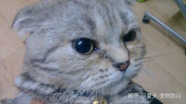 养猫对呼吸道的影响
