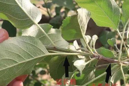 苹果树的盲节怎样短截