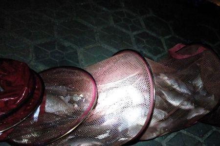 鱼护鲫鱼如何长时间不死
