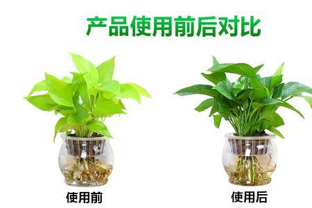绿萝可以用通用营养液吗