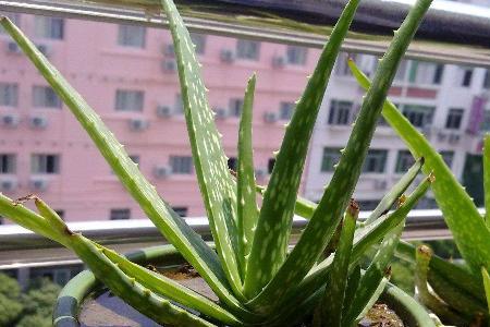 新车内可以放芦荟吗