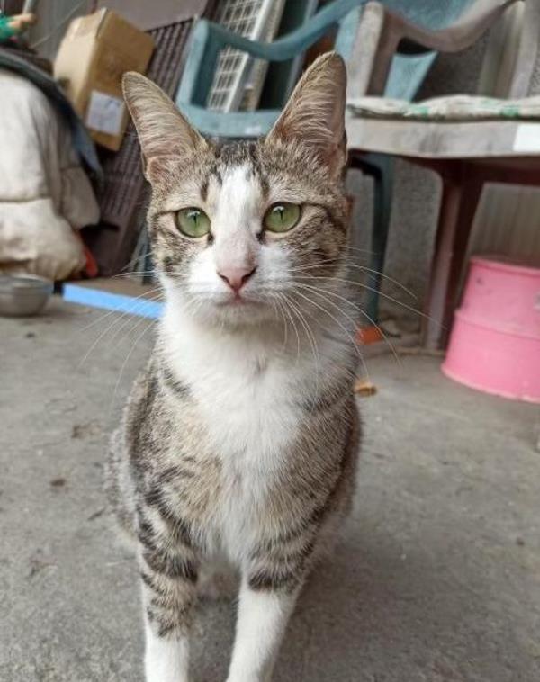 家门口墙上怎么可以留个猫洞