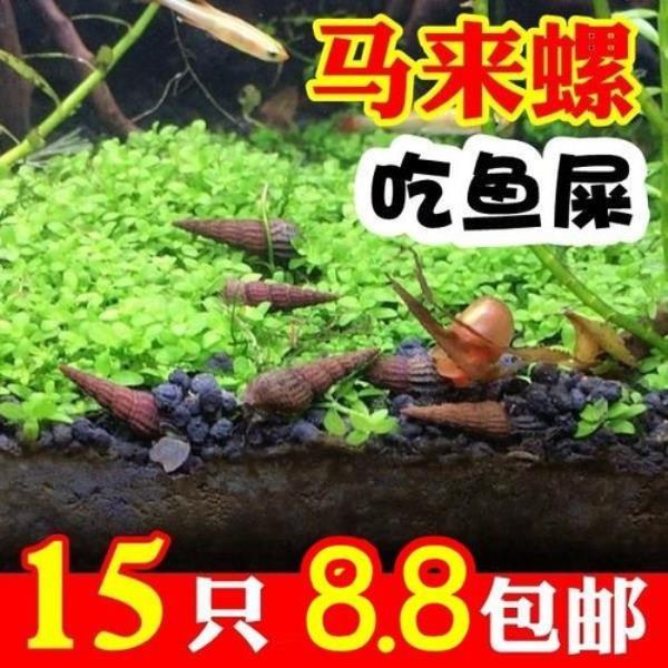 苹果螺吃芹菜吗