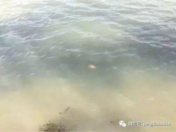 虾塘为什么要白天出水晚上进水