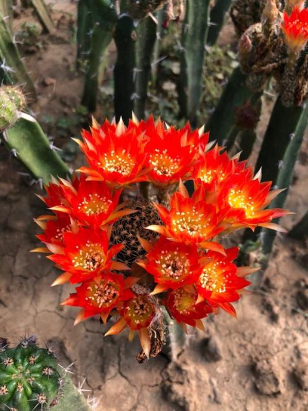 棒棒花学名