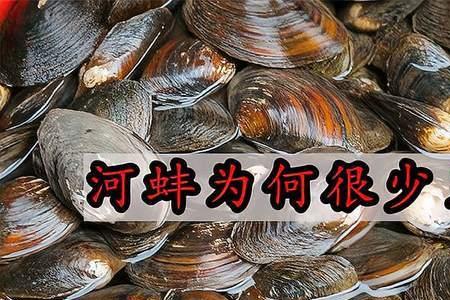 蚌壳会飞吗