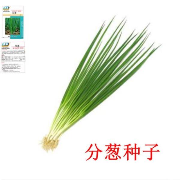 小葱种子生长过程表