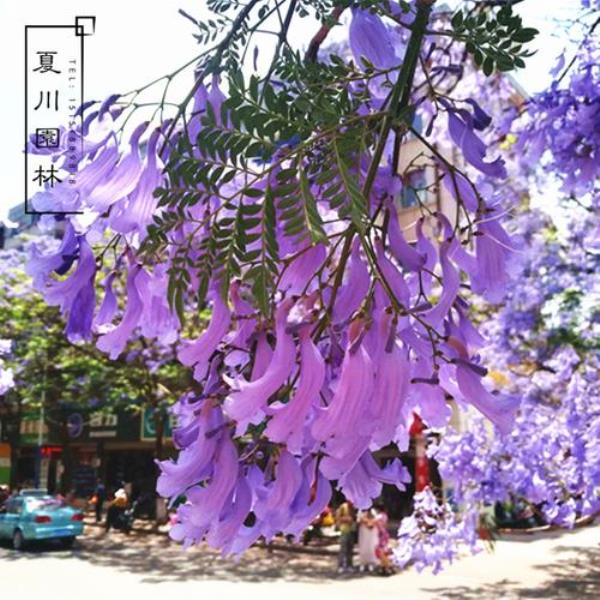 红花楹和蓝花楹是一种树吗