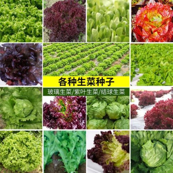 玻璃翠和生菜一样吗