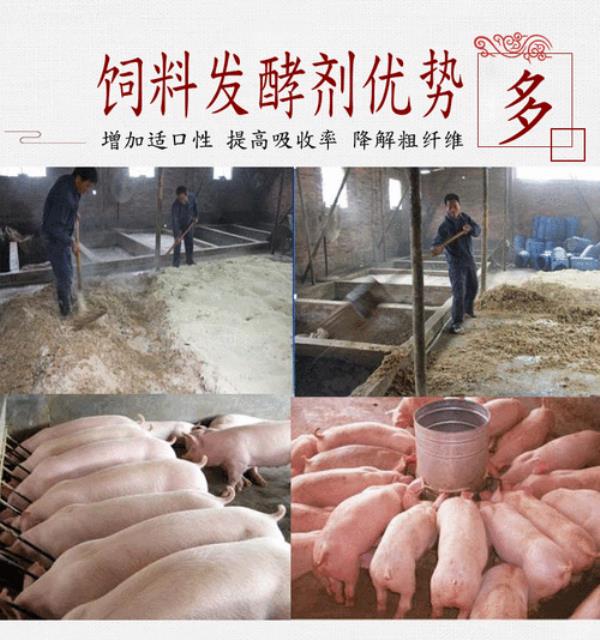 发酵豆渣喂猪是干喂还是兑水喂