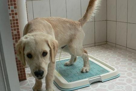 拉布拉多幼犬大便怎么算正常