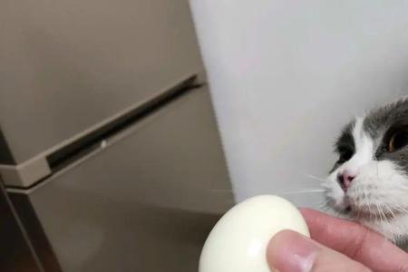 猫可以吃牛腰子吗