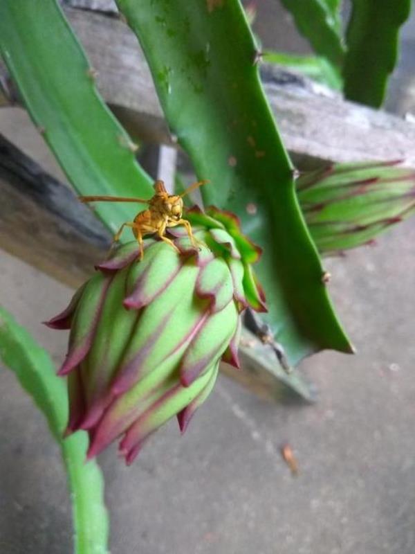 火龙果几年开花