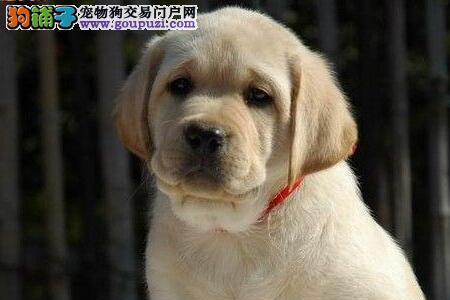 拉布拉多犬脸长的好吗