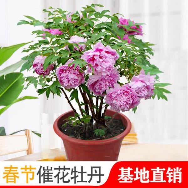 一年牡丹苗种多大花盆
