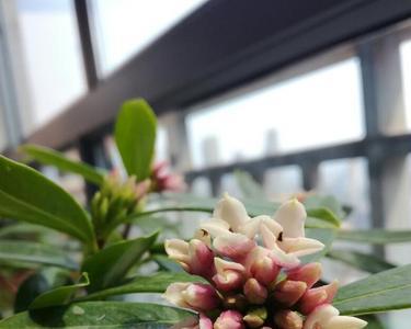 金边瑞香根系只剩主干还有救吗