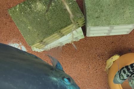 迷你鹦鹉鱼公母哪个喜欢叼石头
