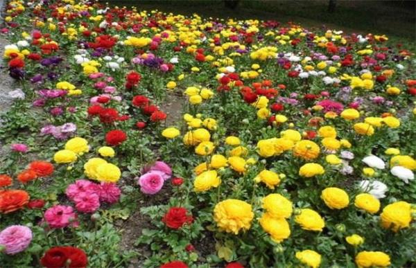 花毛茛烂根了怎么办