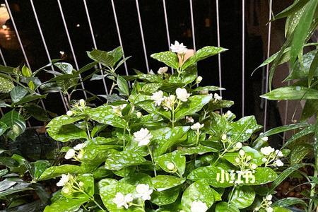 正午可以给植物叶子喷水吗
