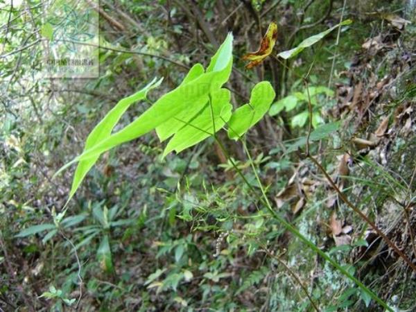 东北三枝九叶草的生长区域