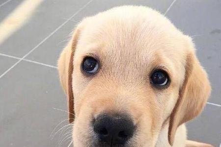 拉布拉多幼犬怕生怎么办
