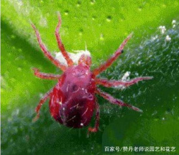 红蜘蛛咬人吗