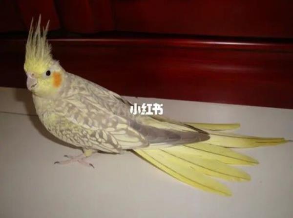 两个月的玄凤珍珠怎么分公母