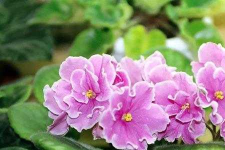 什么草花香气浓