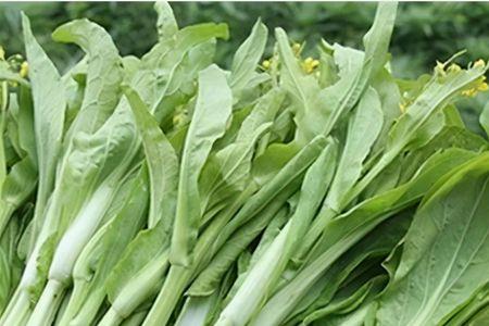菜苔只长叶子不抽苔怎么办