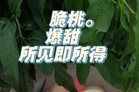 甜度最高的桃子是什么品种