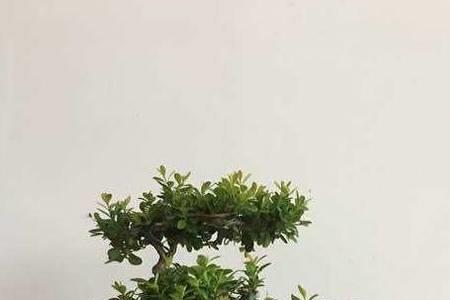 【黄杨盆景】制作全过程