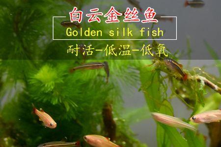 白云金丝混养最佳搭配