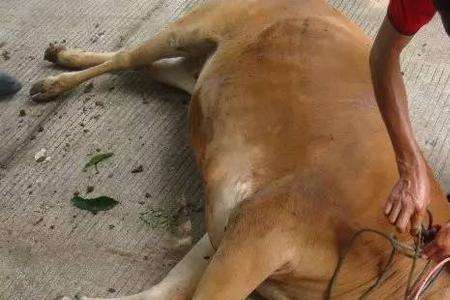 刺猪拔牛扛到死什么意思