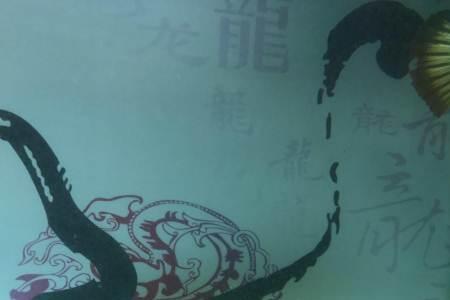 20公分巴西亚需要养多久