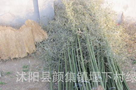 箭竹移栽方法
