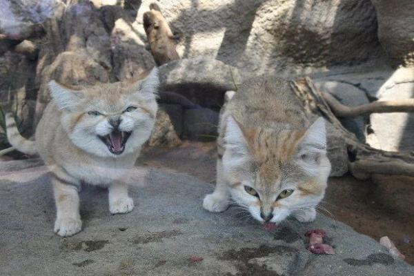怎么认识沙漠猫
