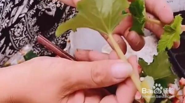 垂丝海棠扦插后能喷多菌灵吗