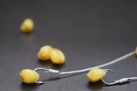 冬季钓鲤鱼用麦粒还是玉米