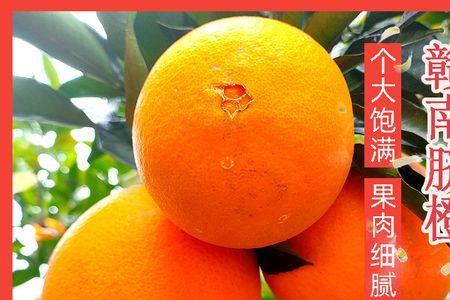 橙子什么季节上市