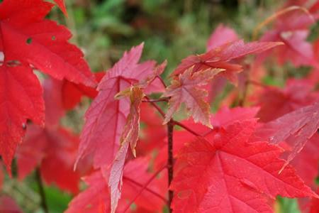 红枫变色的温度条件