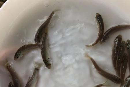 鱼苗买多大的合适