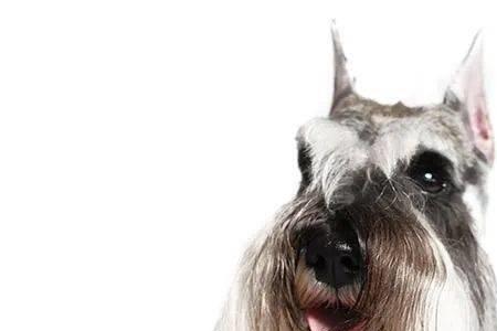 长得像雪纳瑞梗犬种类