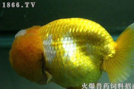 兰寿喂面包虫的好处