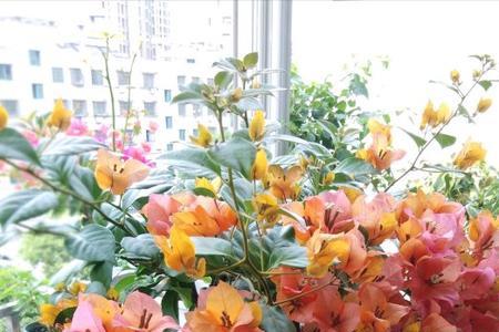 柠檬黄三角梅是勤花品种吗