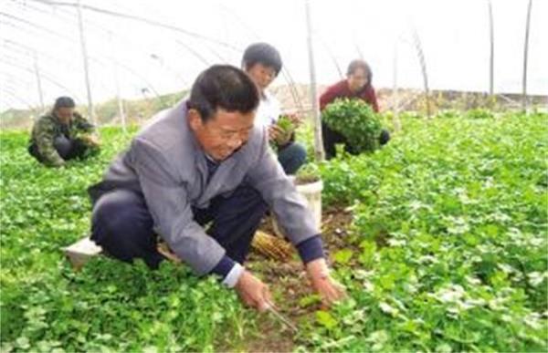 三农冯哥香菜种植技术