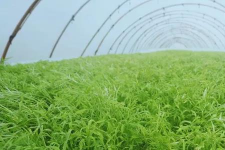 藜蒿在家种植方法