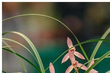 兰花花语